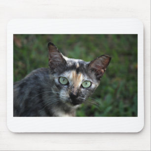 Mousepad Cinza de Gato Branco Castanho com Olhos Verdes