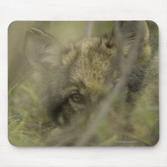 Mousepad Cinza lobo (Canis lupus), sozinho, escondido em (Frente)