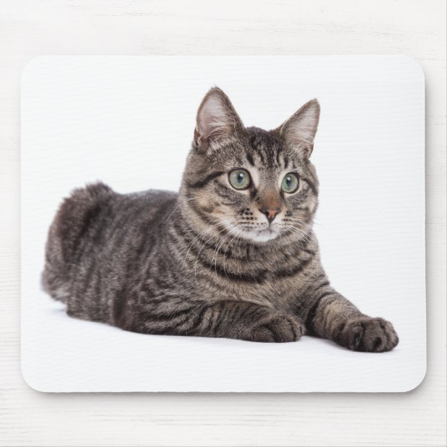 Mousepad Cinza Tabby Cat (Frente)