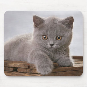 mousepad cinzento bonito do gatinho