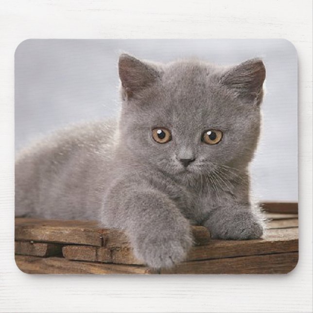 mousepad cinzento bonito do gatinho (Frente)