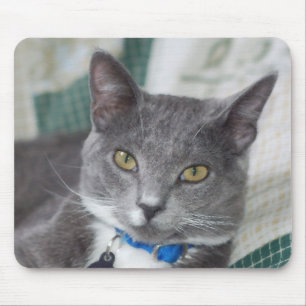mousepad cinzento do gato de gato malhado