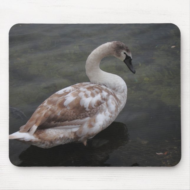 Mousepad Cisne do bebê (Frente)