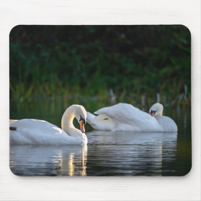 Mousepad cisne, pássaro, lago (Frente)
