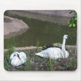 Mousepad Cisnes