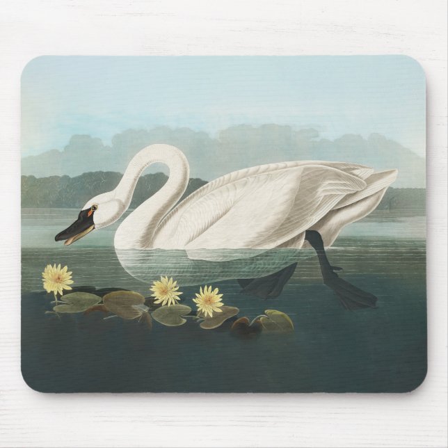 Mousepad cisnes brancas de pássaro de audubon do cisne (Frente)