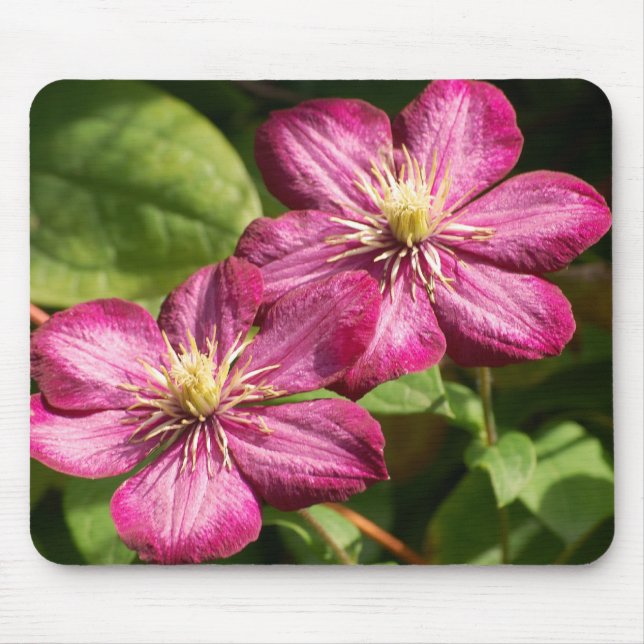 Mousepad Clematite (Frente)