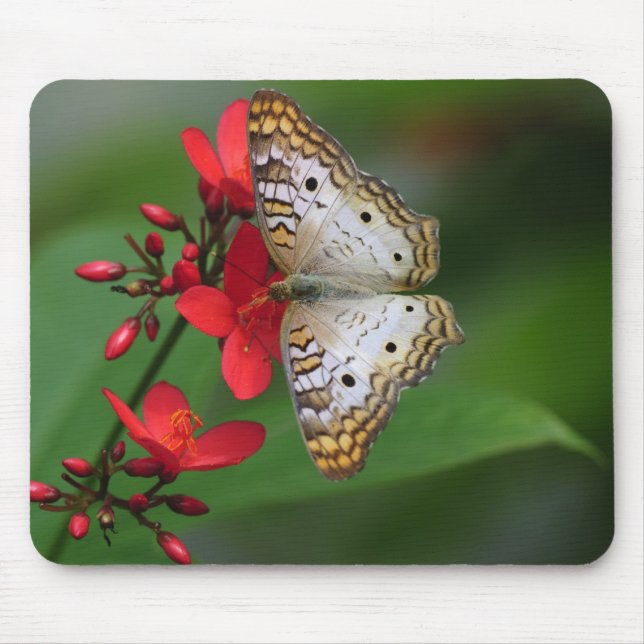 Mousepad Close up da borboleta branca (Frente)