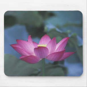 Mousepad Close-up da flor de lótus vermelha e folhas verdes