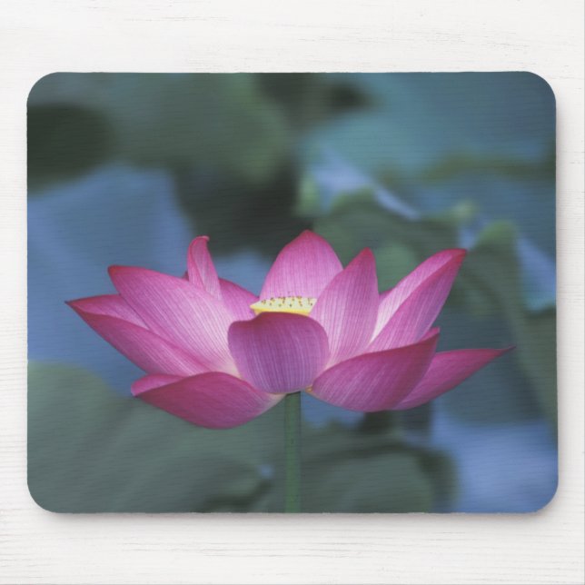 Mousepad Close-up da flor de lótus vermelha e folhas verdes (Frente)