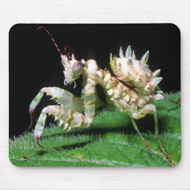 Mousepad Close-Up da Louva-a-Deus Hottentot (Frente)