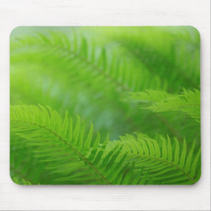 Mousepad Close-up da samambaia-espada