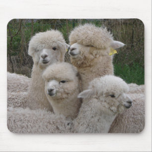 Mousepad Close up das alpacas