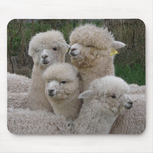 Mousepad Close up das alpacas (Frente)