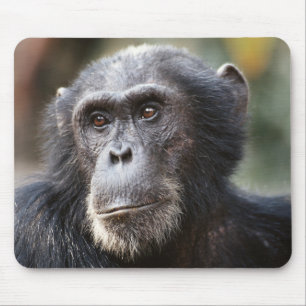 Mousepad Close-up de chimpanzé macho