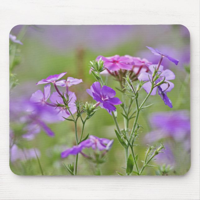 Mousepad Close-up de Phlox Drummond, Phlox drummondi, 2 (Frente)