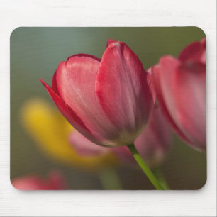 Mousepad Close-up de tulipas vermelhas e amarelas no jardim