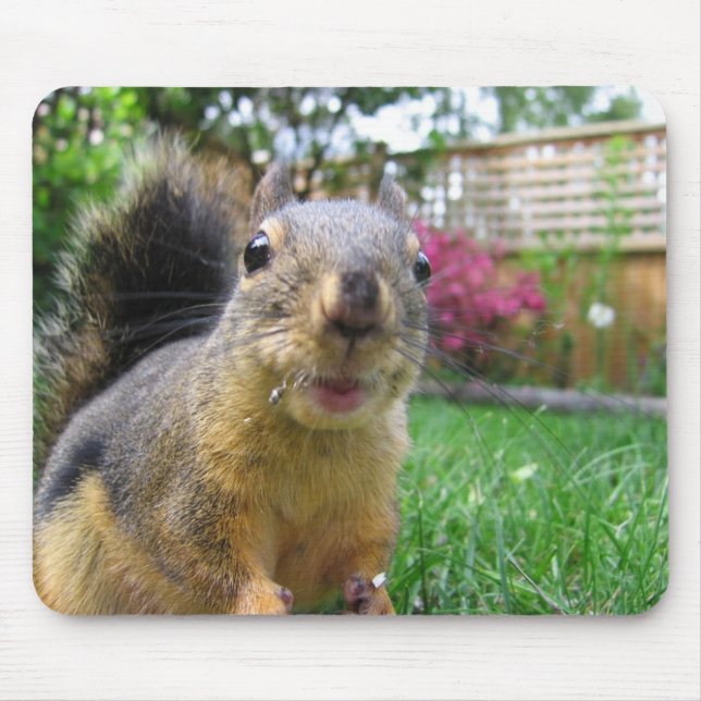 Mousepad Close up do esquilo (Frente)