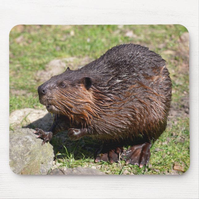 Mousepad Closeup North American Beaver (Frente)