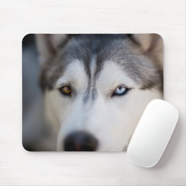 Mousepad Closeup Stoic Gaze de um Malamute do Alasca (Com mouse)