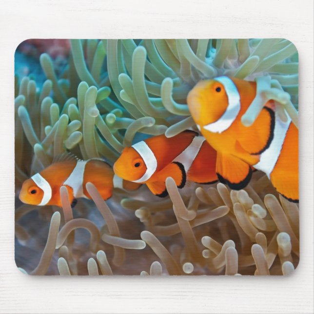 Mousepad Clownfish (Frente)