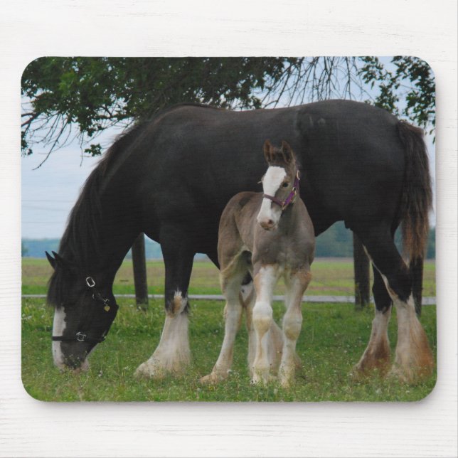 Mousepad Clydesdale preto e potro (Frente)