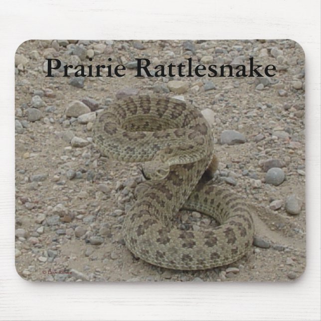 Mousepad Cobra de pradaria R9 enrolada (Frente)