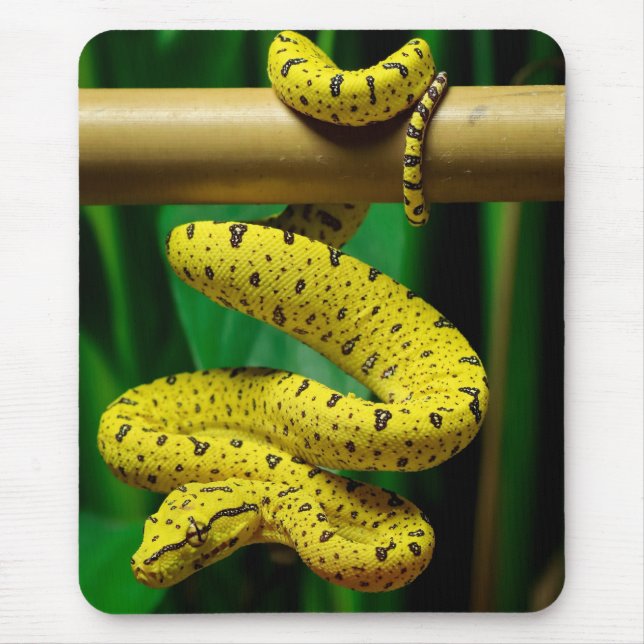 Mousepad Cobra de Python verde Fase Amarelo (Frente)