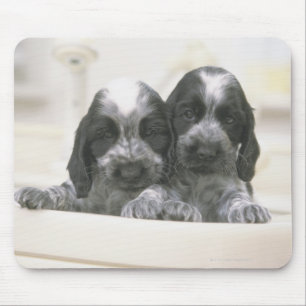 Mousepad Cocker spaniel inglês é uma raça do cão. Ele