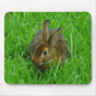 Mousepad Coelho bonito
