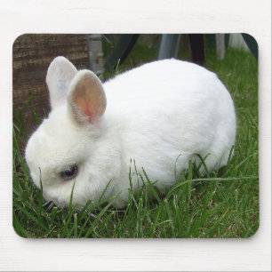 Mousepad Coelho de arminho