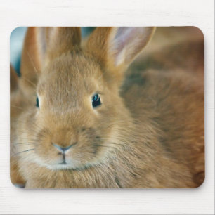 Mousepad Coelho de coelho