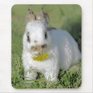Mousepad Coelho do bebê que come a flor