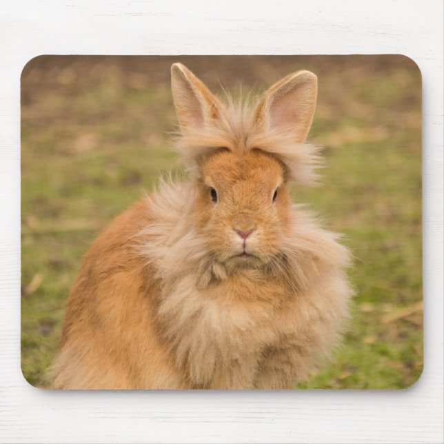 Mousepad Coelho Flauffy Red Lionhead (Frente)