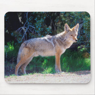 Mousepad Coitado em pé ao longo de uma estrada