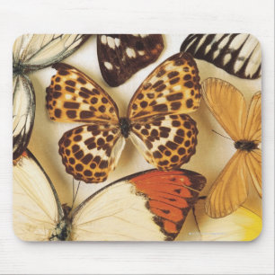 Mousepad Coleção da borboleta