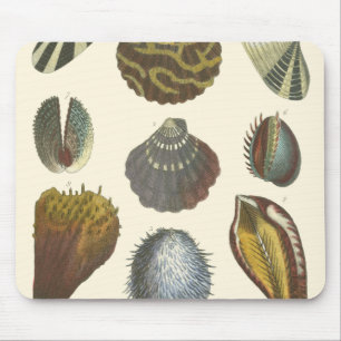 Mousepad Coleção de Conchologia