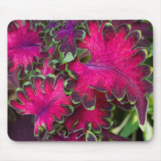 Mousepad Coleus Macro (Frente)