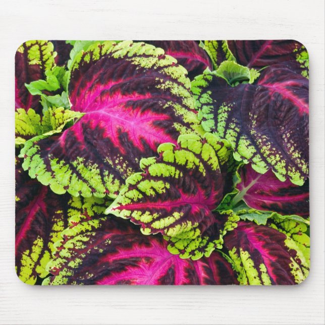Mousepad Coleus Plant Leaves (Frente)