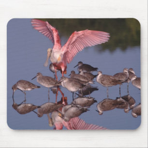 Mousepad Colhereiro-rosado com maçaricos-de-bico-fino em ág
