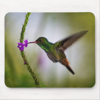 Mousepad colibri