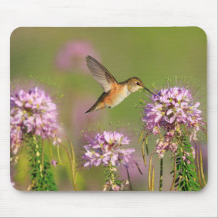 Mousepad Colibri e Wildflowers