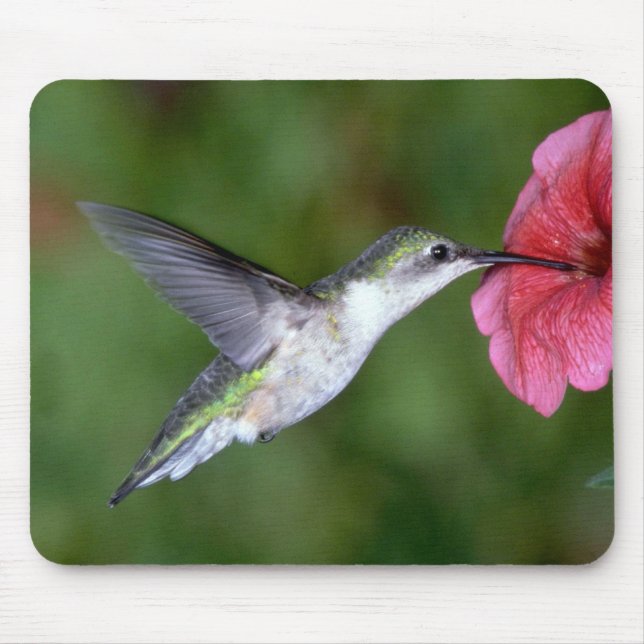 Mousepad colibri Rubi-throated (fêmea) com petúnia (Frente)