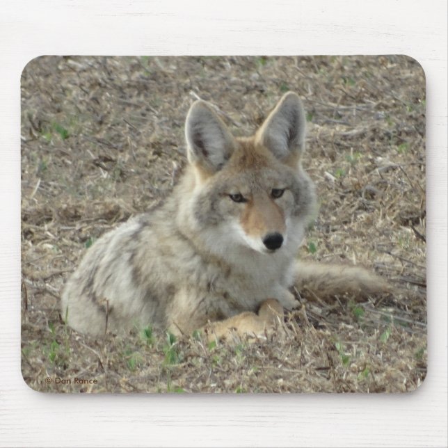 Mousepad Colocação do chacal R22 (Frente)