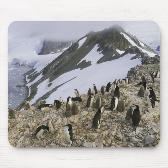 Mousepad Colônia de pinguins Chinstrap (Frente)