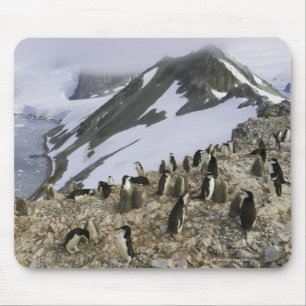Mousepad Colônia de pinguins de Chinstrap