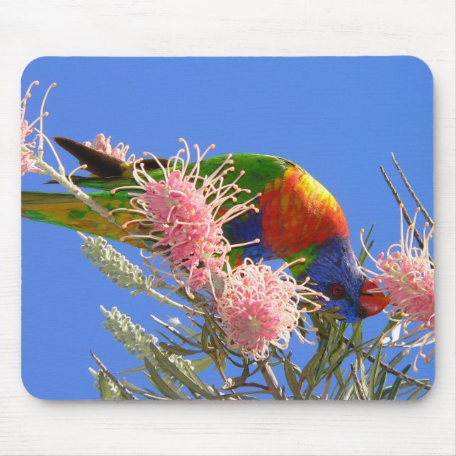 Mousepad Colorido Lorikeet Arco-íris Comendo Néctar (Frente)