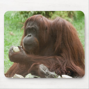 Mousepad Comendo Orangutan