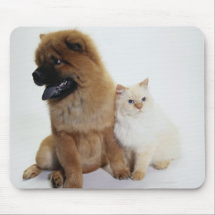 Mousepad Comida de comida e um gato branco que senta-se