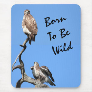 Mousepad Composto de Falcão Juvenil Red Tailed
